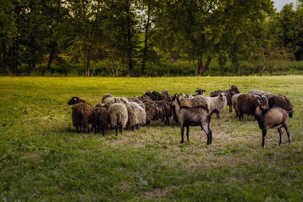 Gospodarstwo Agroturystyczne Dworek Janowicki Kazimierzewo Esterno foto